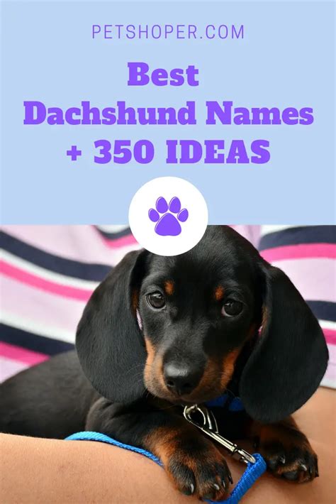 Dachshund Names Best 350 Ideas For Naming Your Dog Petshoper
