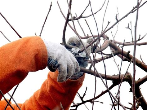 What To Prune In Winter Plants And Trees To Cut Back In Winter