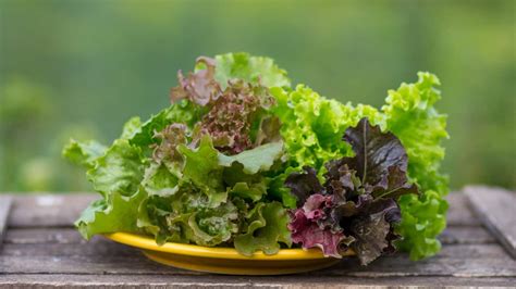 7 Health Benefits Of Lettuce Leaves That Will Leave You Asking For More