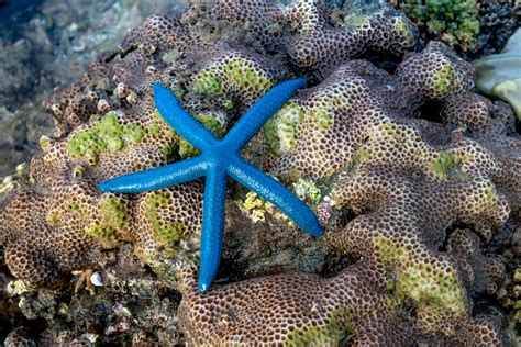 Blue Sea Star On Stone Mossy Coral On Exotic Island Coast · Free Stock