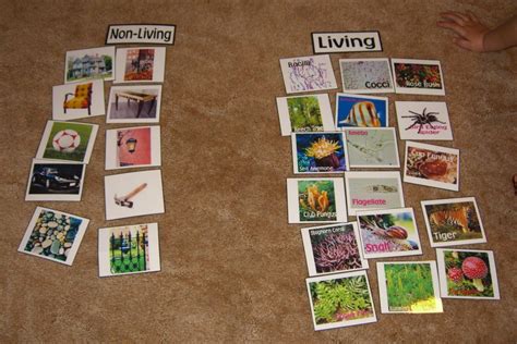 Preschool Activity — Living Non Living Cards Homeschool Den