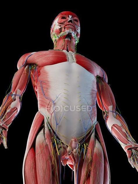 Male Anatomy Muscles Artstation Male Anatomy Ecorche Skeleton Model