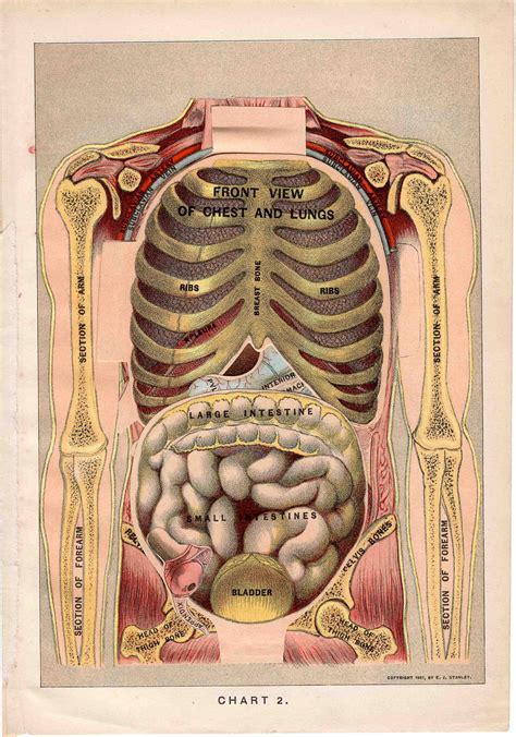 Man has been called by the ancients a lesser world, and indeed the name. 1901 human anatomy original antique medical organs print