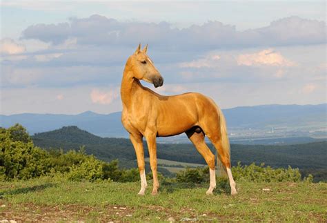 Akhal Teke The Real Gold Horse Coat Colors Akhal Teke Horses