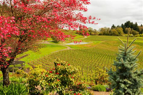 Willamette Valley: How to Explore Oregon's Prime Wine Country ...