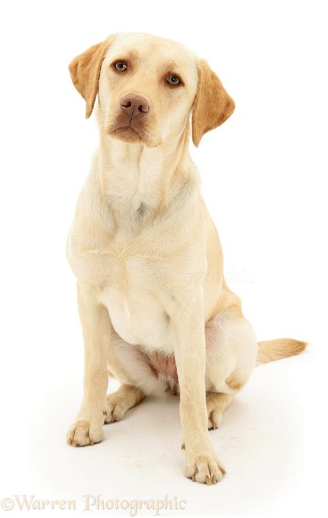 Dog Yellow Labrador Retriever Photo Wp17070