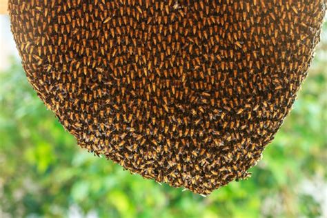 The Safest Approach To Bee Hive Removal Tips From Bee Removal Pros