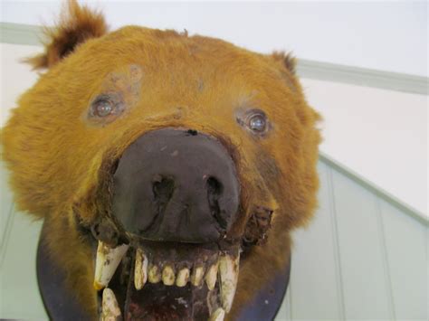 Taxidermy Head Of Brown Bear 540748 Uk