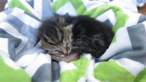 I Attended A Workshop About Caring For Neonatal Kittens Here Are 6