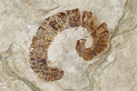 Worm Fossils For Sale