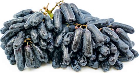 Grapes Sweet Sapphire Information Recipes And Facts