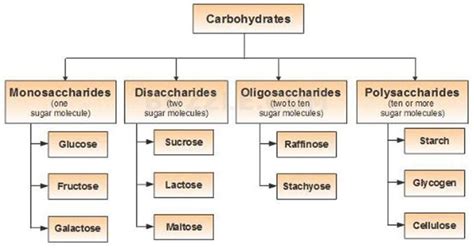Classification Of Carbohydrates Definition Structures