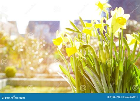 Cheerful Spring Bulbs Stock Photo Image Of Daffodils 51524736