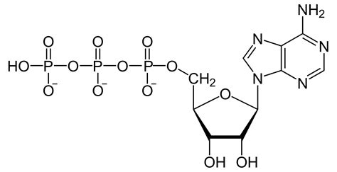Adp adenosine diphosphate (adp), which is sometimes also known as adenosine pyrophosphate (app), especially in chemistry, has already been mentioned in this article. Adenosine triphosphate - Simple English Wikipedia, the ...