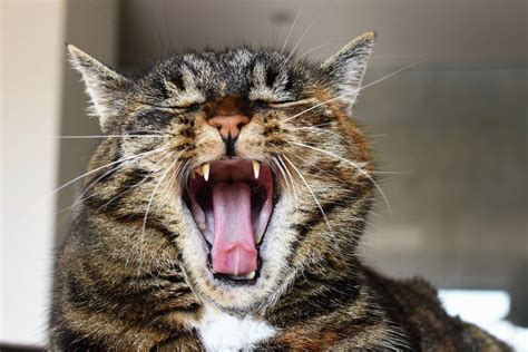 Kitten Rest Facial Expression Fauna Yawn Image Free Photo