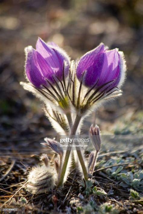 Blooming Pulsatilla Northern Crocus Prairie Crocus Prairie Smoke Pasque