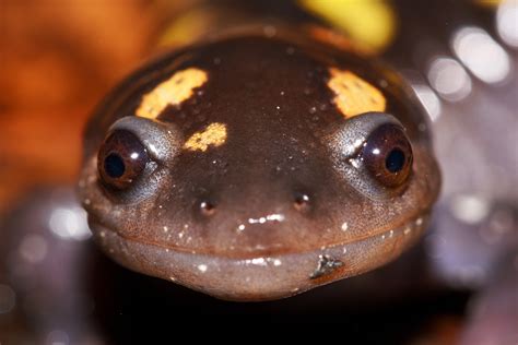 Species Spotlight The Spotted Salamander