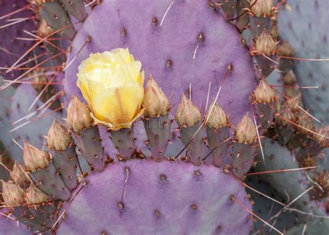 How long do cactus flowers last? 7,996 Purple Cactus Plant Photos - Free & Royalty-Free ...