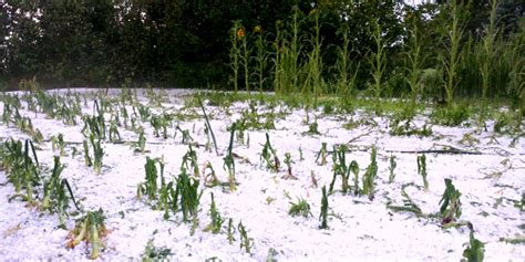 Producers Being Urged To Leave Samples Of Hail Damage In The Field This
