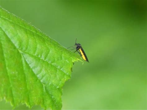 Fungus Gnats In Houseplants Naturallist