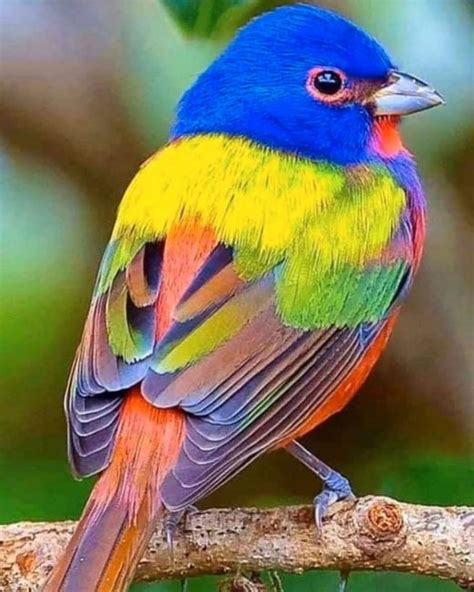 These Beautiful Painted Buntings Perfectly Live Up To Their Name