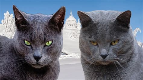 Russian Blue Vs Chartreux Difference Explained Youtube
