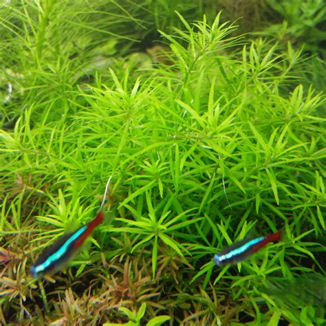 Eco Plant Limnophila Vietnam Mini Invitro Mały Kubek