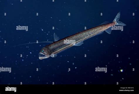 Viperfish High Resolution Stock Photography And Images Alamy