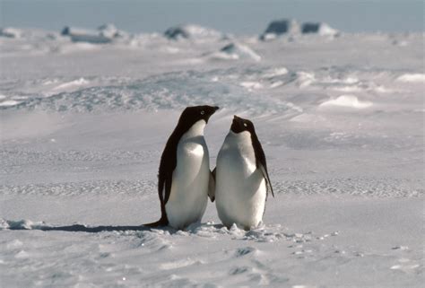 Penguins In Antarctica Images Antarctica Mystery 5 000 Year Old