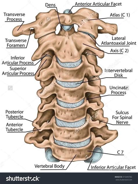 This spinal column provides the main support for your body allowing you to stand upright bend and twist while protecting the spinal. Pin by Holly Barnes on Rad | Spinal cord anatomy, Anatomy ...