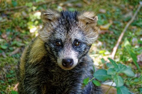 Raccoon Dogs What Are They Anyway The Dog People By
