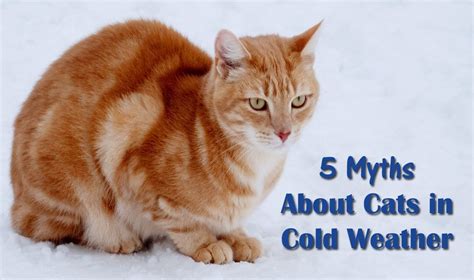 5 Myths About Cats In Cold Weather Playful Kitty Cats Cold Weather Cat Facts