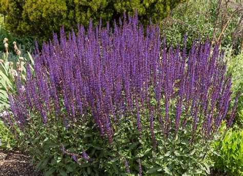 Check spelling or type a new query. 17 Full Sun Perennials for Your Garden (Photos) - Garden ...