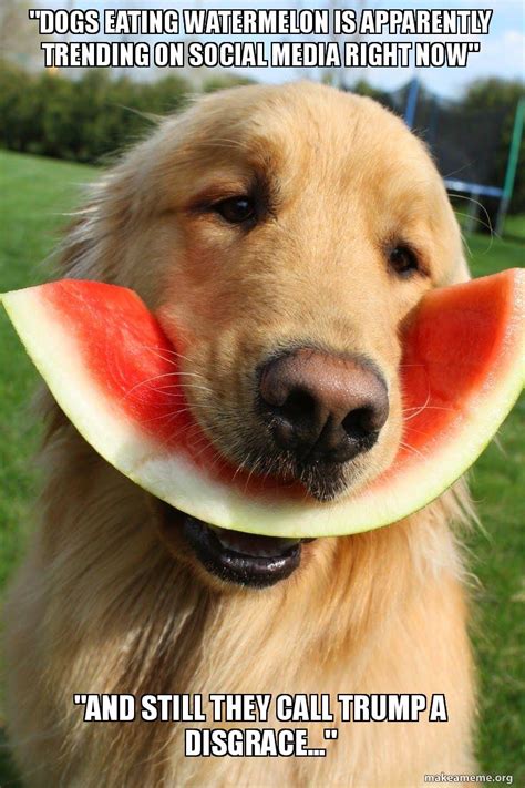 Dogs Eating Watermelon Is Apparently Trending On Social Media Right