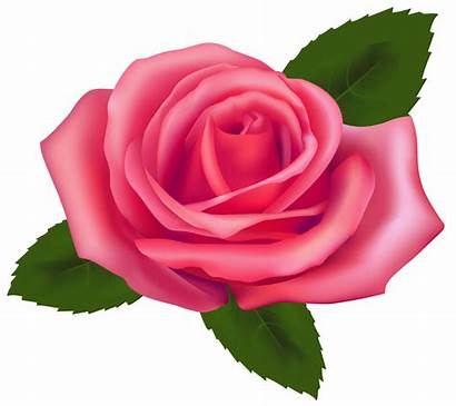 Rose Pink Clipart Downloads
