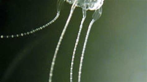 Swimmers Warned Deadly Irukandji Jellyfish Moving South Sbs News