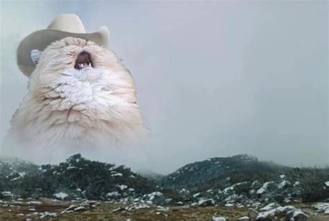 Country Cat Blank Template Imgflip