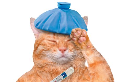 Check spelling or type a new query. What You Need to Know About Cat Flu - Catster