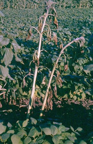 Sunflower Infected By Sclerotinia Sp On 13 Nov 1964 Flickr