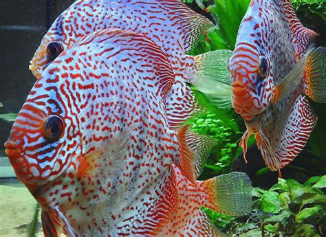 Discus are also highly sensitive to a couple more water parameters or properties. Import discus vissen ! - Fish Invest