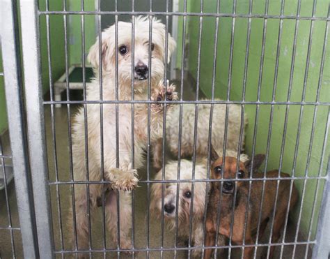 52 Top Pictures Orange County Pet Shelter Orlando Fl 1 Cafeyou