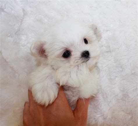 With some careful grooming you can keep your maltipoo looking like a puppy forever. Micro Teacup Maltipoo for sale - Tiny!! | iHeartTeacups
