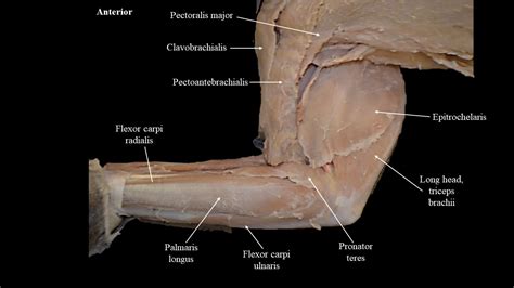 Cat Muscle Anatomy Front Leg