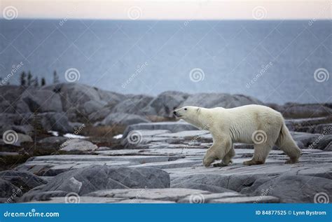 Polar Bear Profile Stock Image Image Of Snow Water 84877525