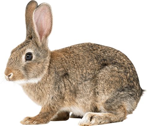 Download Brown Rabbit Png Image For Free