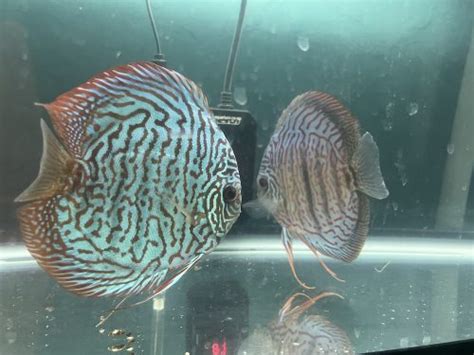 German Red Turquoise Discus Proven Breeding Pair