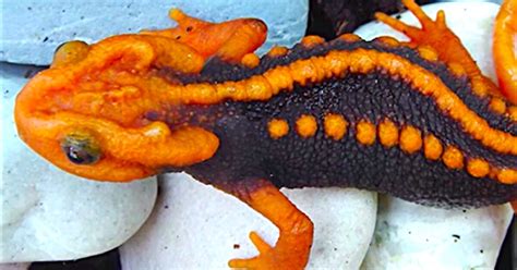 37 New Animal Species Have Been Discovered But Will They Remain Safe