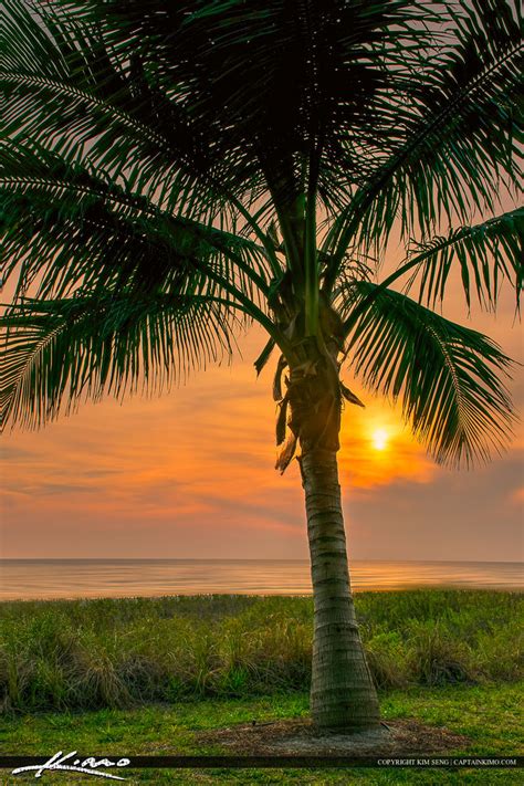 Naples Florida Coconut Palm Tree At Sunset Hdr Photography By Captain