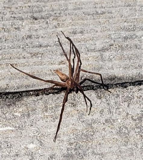 Is This A Brown Recluse Spider Found In My Yard In Great Kills R