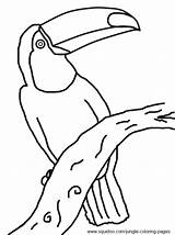 Coloring Pages Jungle Toucan Animals sketch template